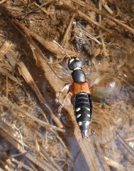 Staphylinus erythropterus