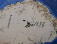 Leucauge dromedaria