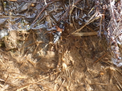 Staphylinus erythropterus