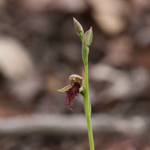 Image of Calochilus stramenicola by (c) Hugo Innes, some rights reserved (CC BY)