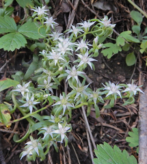 Sedum cockerellii