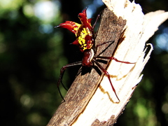Micrathena fissispina