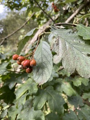Scandosorbus intermedia