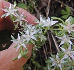 Sedum cockerellii