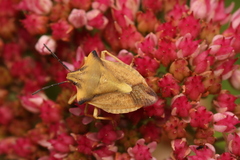 Carpocoris fuscispinus