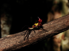 Micrathena fissispina