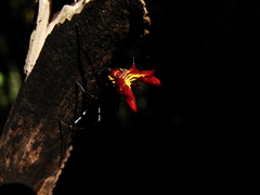 Micrathena fissispina