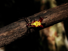 Micrathena fissispina