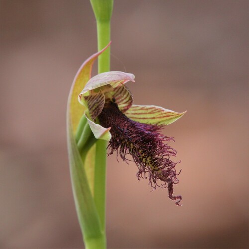 Image of Calochilus stramenicola by (c) Hugo Innes, some rights reserved (CC BY)