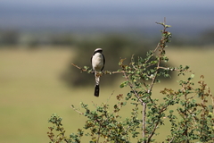 Lanius excubitoroides