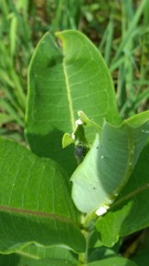 Rhyssomatus lineaticollis