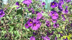 Lycianthes rantonnetii