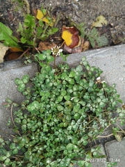 Trifolium repens