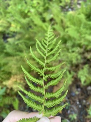 Thelypteris palustris