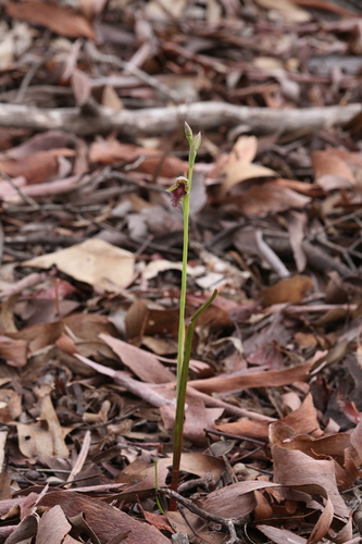 Image of Calochilus stramenicola by (c) Hugo Innes, some rights reserved (CC BY)
