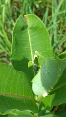 Rhyssomatus lineaticollis