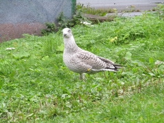Larus argentatus