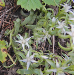 Sedum cockerellii