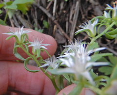 Sedum cockerellii