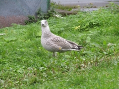 Larus argentatus