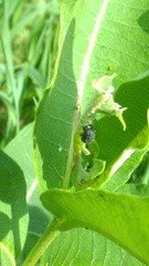 Rhyssomatus lineaticollis