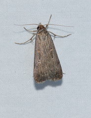 Tathorhynchus fallax