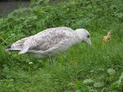 Larus argentatus