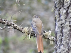 Trogon mexicanus