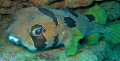 Diodon liturosus