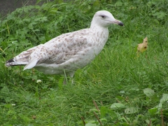 Larus argentatus