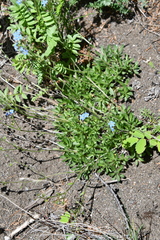 Eritrichium sericeum