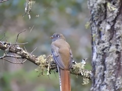 Trogon mexicanus