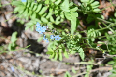 Eritrichium sericeum