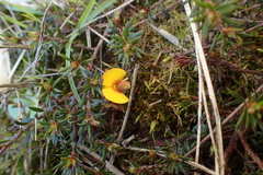 Pultenaea pedunculata