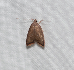 Parocystola leucospora