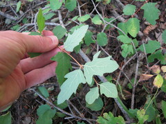 Symphoricarpos mollis