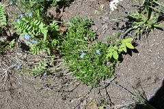 Eritrichium sericeum