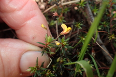 Pultenaea pedunculata