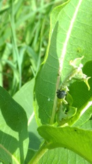 Rhyssomatus lineaticollis