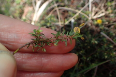 Pultenaea pedunculata