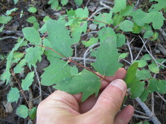 Symphoricarpos mollis