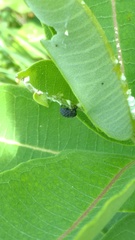 Rhyssomatus lineaticollis