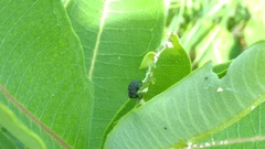 Rhyssomatus lineaticollis