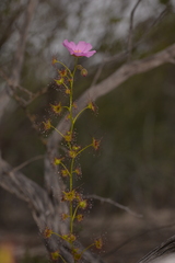 Drosera neesii