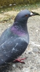 Columba livia