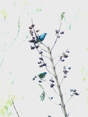 Dacnis cayana