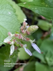 Coleus amboinicus