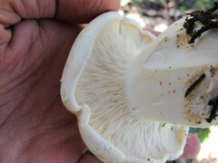 Leucopaxillus