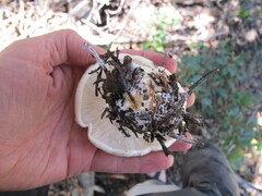 Leucopaxillus