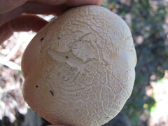 Leucopaxillus